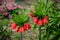 Flowers of Fritillaria Imperialis crown imperial, imperial fritillary or Kaiser`s crown