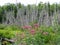 Flowers in the front, dead trees in the middle and healthy trees in the back.