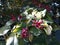 Flowers and fruit of Clerodendrum Trichotomum Harlequin Glorybower, Glorytree or Peanut Butter tree.