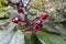 Flowers and fruit of Clerodendrum Trichotomum Harlequin Glorybower, Glorytree or Peanut Butter tree.