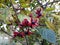 Flowers and fruit of Clerodendrum Trichotomum Harlequin Glorybower, Glorytree or Peanut Butter tree.