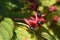 Flowers and fruit of Clerodendrum Trichotomum Harlequin Glorybower, Glorytree or Peanut Butter tree.