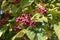 Flowers and fruit of Clerodendrum Trichotomum Harlequin Glorybower, Glorytree or Peanut Butter tree.