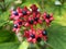 Flowers and fruit of Clerodendrum Trichotomum Harlequin Glorybower, Glorytree or Peanut Butter tree.