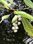 Flowers and fruit of Elaeocarpus hygrophilus.