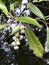 Flowers and fruit of Elaeocarpus hygrophilus.