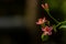 Flowers and fruit of Jatropha integerrima Jacq, flowers are pink while the fruit is like green balls