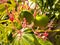 these are the flowers and fruit of the jatropha plant