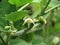 Flowers and fruit of Solanum ferox or Hairy Fruited Eggplant is