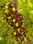 flowers and fruit from vegetable starfruit that can be used for cooking components