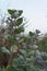 Flowers and fruits of Calotropis Procera or Sodom Apple