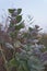 Flowers and fruits of Calotropis Procera or Sodom Apple