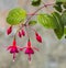 Flowers Fuchsia.