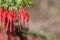 Flowers of Fuchsia-flowered Gooseberry Ribes speciosum in a garden, California