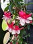 Flowers of fuchsia in the garden. Two tone petals in white and pink. The fuchsia is dainty and colourful. Fragrant and compact at