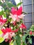 Flowers of fuchsia in the garden. Two tone petals in white and pink. The fuchsia is dainty and colourful. Fragrant and compact at