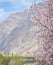 flowers in full bloom mountain background