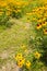 The flowers in full bloom, Rudbeckia hirta