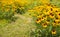 The flowers in full bloom, Rudbeckia hirta