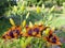 Flowers of the garden Asian red lily of the variety