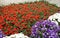 Flowers garden background Beatiful colourfull