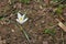 Flowers in the garden. Crocuses. First flowers