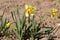 Flowers in the garden. Daffodils