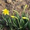 Flowers in the garden. Daffodils