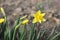 Flowers in the garden. Daffodils