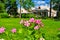 Flowers in garden of Farmer palace in Alexandria park of Peterhof, Saint Petersburg, Russia