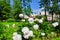 Flowers in garden of Farmer palace in Alexandria park of Peterhof, Saint Petersburg, Russia