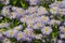 Flowers of the Garden Fleabane or Meadow Fleabane Erigeron speciosus