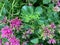 Flowers. garden. flower greens. fuchsia.green carpet of flowers