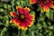 Flowers in the garden.Gaillardia pulchella. Sunflower family. Wild flower bright flower. Close-up.