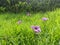 Flowers garden gardenflower natural outdoor holidays purple spring green grass sun