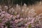 Flowers in the garden at Hauser & Wirth Gallery named the Oudolf Field, at Durslade Farm, Somerset UK. Photographed in autumn.