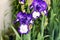 Flowers in the garden. Irises