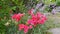 Flowers in the garden. Luxuriant red rose bushes with violet lavender flowers in garden near stone path. Fresh dense leaves