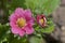 Flowers of garden strawberry