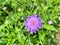 Flowers in the garden during summer. Nature as background