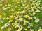 Flowers in the garden during summer. Nature as background