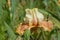 Flowers in garden, tall bearded iris