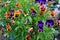 Flowers in the garden - viola, violet, pansies.