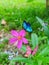 Flowers gardenflower natural butterfly green leaf natural holidays travel trip plant