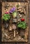 Flowers gardening with crocus, buttercups, scoop , root and bulbs on rustic wooden background, top