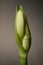 Flowers in gardens, Amaryllis Alfresco