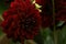 Flowers in gardens, Dahlia Arabian Night