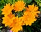 Flowers of a gatsaniya hardish (Gazania rigens (L. ) Gaertn. )