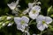 Flowers of Gentian Speedwell