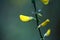 Flowers of a German Greenweed bush